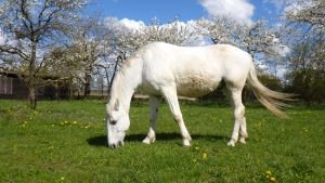 Het LDTT - Pension Möhr aan de rand van Anklam biedt een breed scala aan activiteiten voor het hele gezin // © LDTT - Pension Möhr/ Lutz Möhr Het LDTT - Pension Möhr aan de rand van Anklam biedt een breed scala aan activiteiten voor het hele gezin // © LDTT - Pension Möhr/ Lutz Möhr