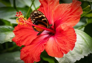 &copy; Schmetterlingswelt Kl&uuml;tz