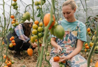 Our greenhouse full of tomatoes // &copy; Michael Taterka