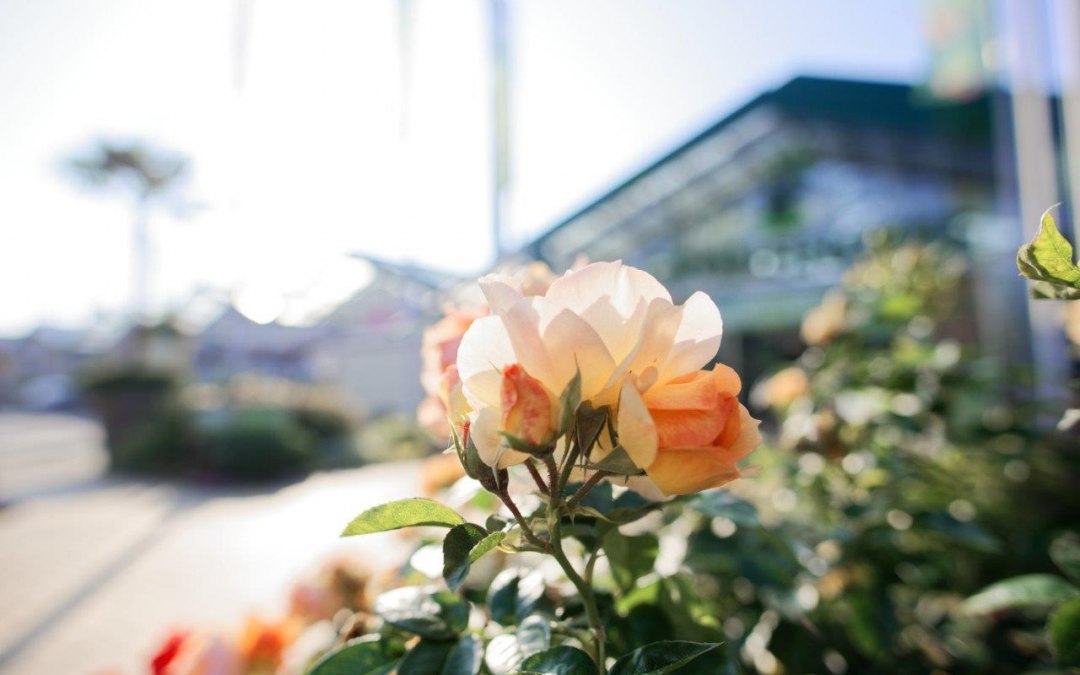 Bedding rose Hanseatic city of Rostock, © Grönfingers Rostock