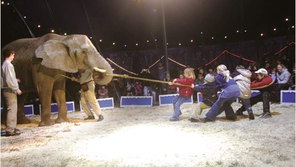 Touwtrekken met olifanten, © Elefantenhof Platschow