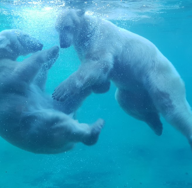© Zoo Rostock/Bruhn