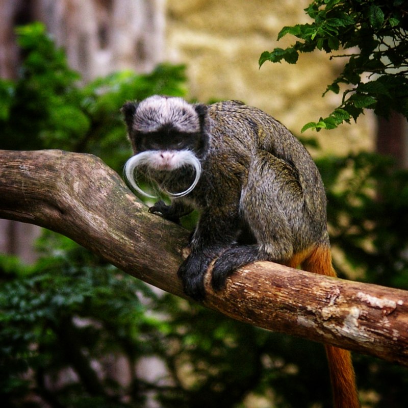© Zoo Stralsund © Zoo Stralsund