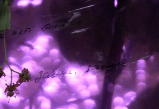 &copy; Annette Czerny