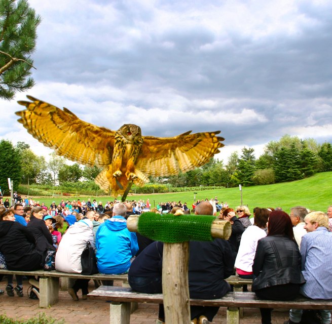Uhu in der Flugshow // &copy; @ Vogelpark Marlow