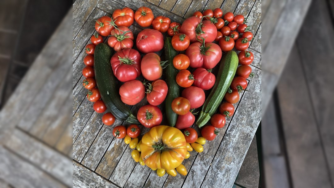 Tomatenherz_c_Stadtbibliothek Ribnitz-Damgarten Quer, &copy; Stadtbibliothek Ribnitz-Damgarten