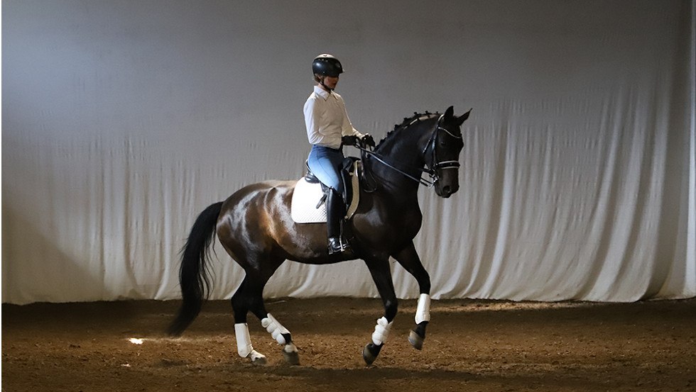 One of our horses during training. // © Pferdetheater/Detlef Witt One of our horses during training. // © Pferdetheater/Detlef Witt