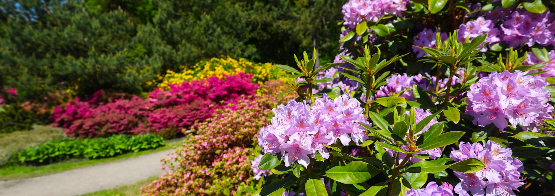 Zbliżenie na kwitnące krzewy rododendronów w żywych kolorach, takich jak różowy, fioletowy i żółty w Parku Rododendronów Graal-Müritz, otoczone bujną zielenią i słonecznym niebem w tle.