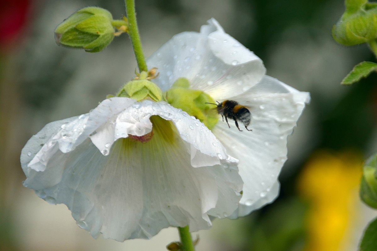 Bumblebee in search of food // &copy; Karsten Peter