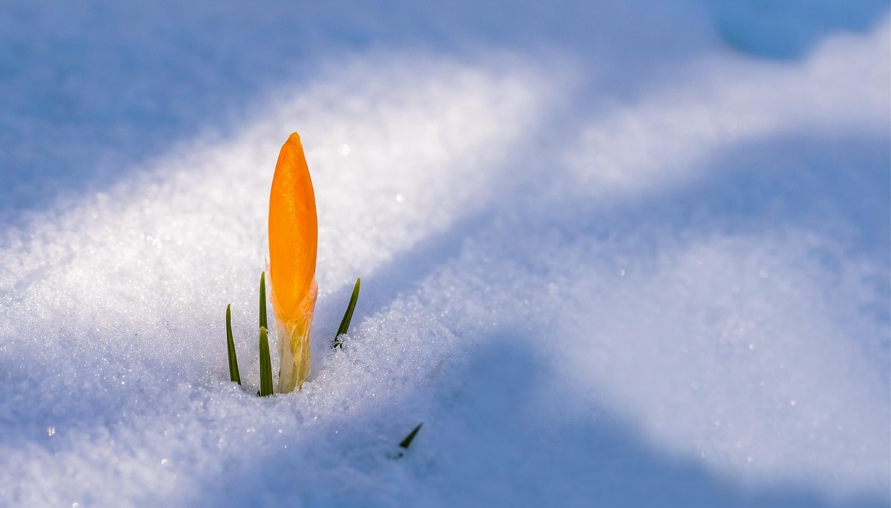 spring-awakening-3132112_1280, &copy; Pixabay