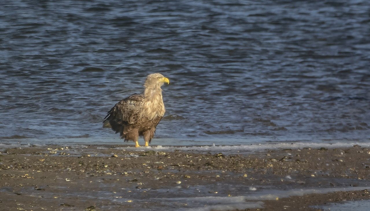 Adult Selder., © Kevin Hempel / Vogeltouren MV