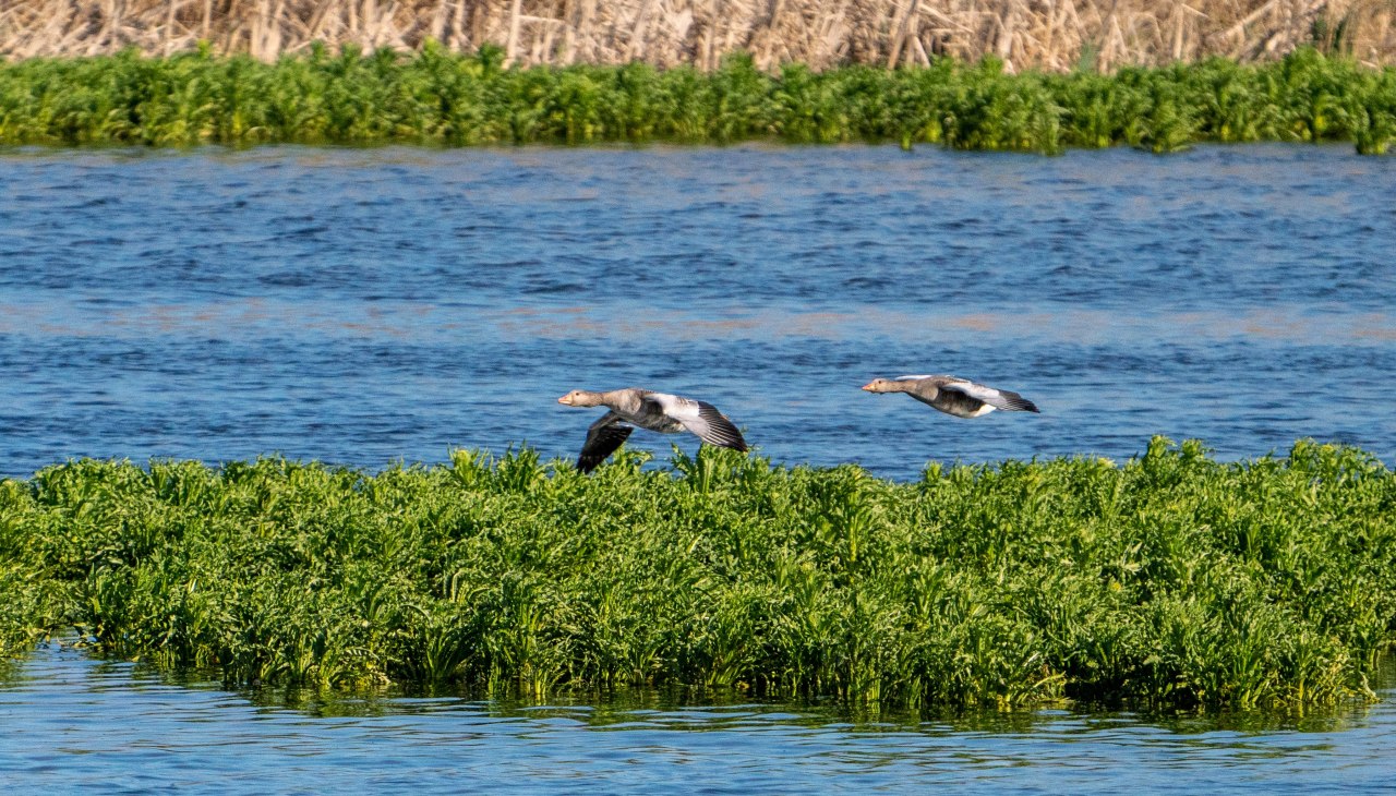 Watervogels, © Tobias Kramer