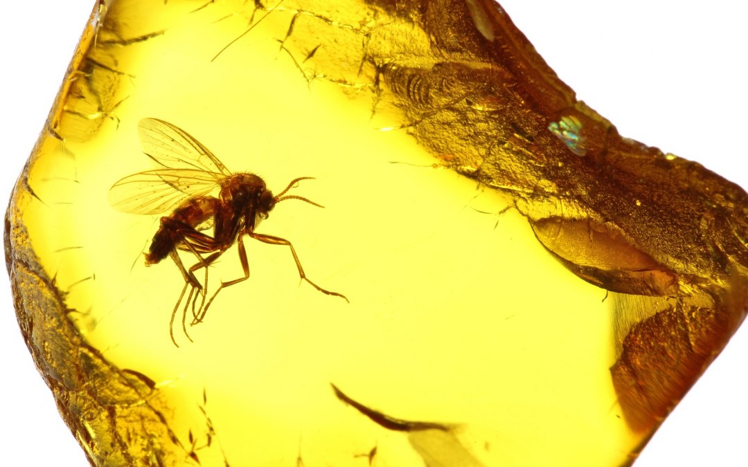 Amber knipsel, © Björn Wylezich - Fotolia