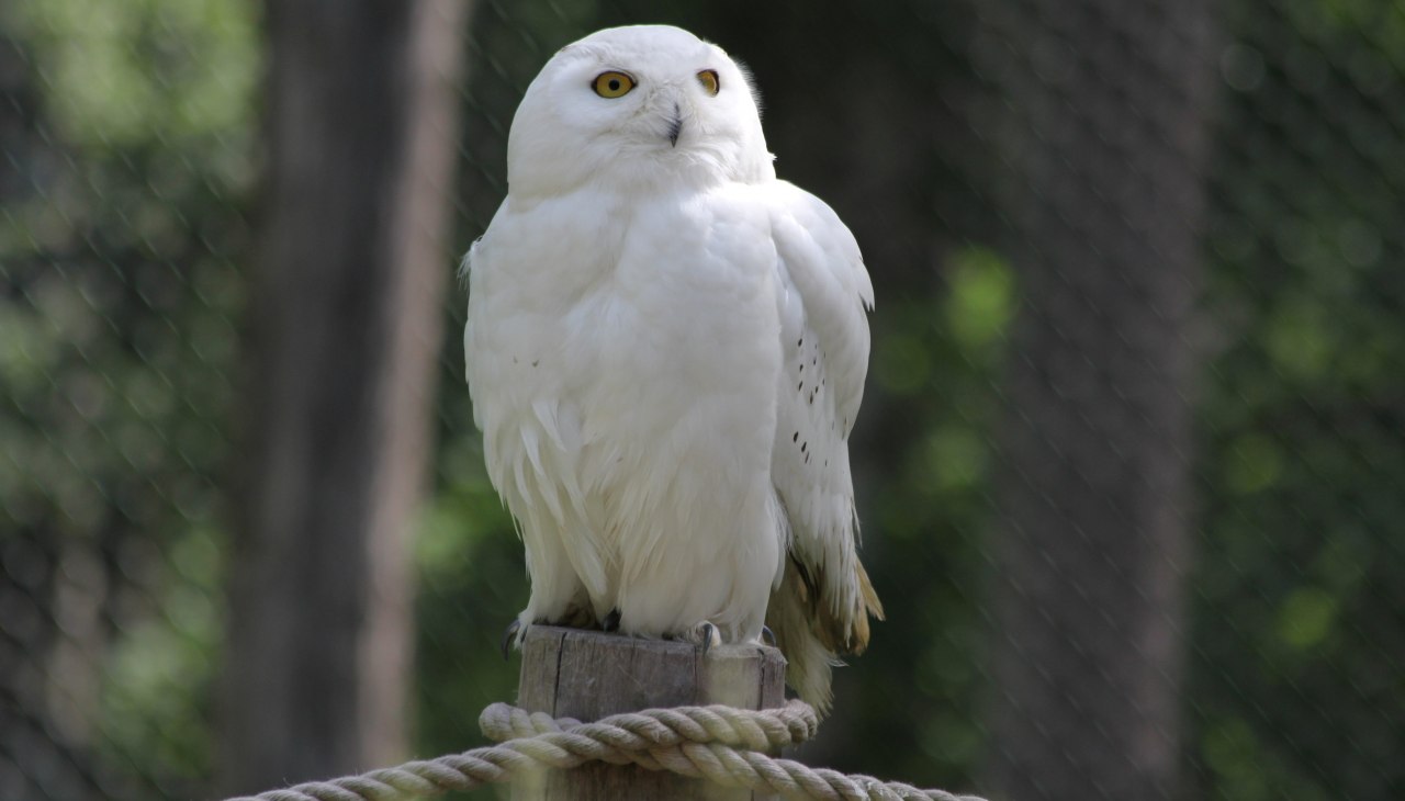 Sowa śnieżna na Eulenberg w Wildpark-MV, © Wildpark-MV