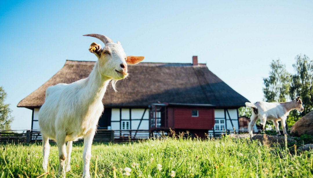 Goats on a green meadow in front of a historic thatched-roof house on an idyllic country farm in the sunshine // Pure rural idyll - curious goats in front of a traditional thatched-roof house invite you to slow down and enjoy the country estate. Perfect for family outings and vacations close to nature. // © MV-T/Gänsicke Goats on a green meadow in front of a historic thatched-roof house on an idyllic country farm in the sunshine