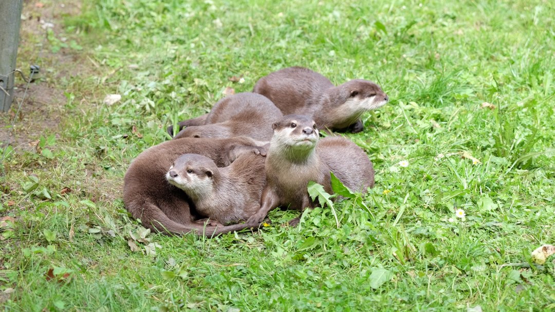 De dwergotters zijn erg speels en behoren tot de favorieten van veel bezoekers., © Tierpark Wolgast