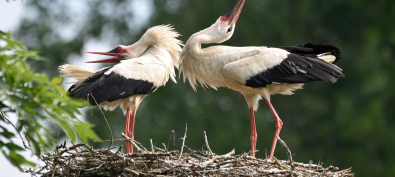 St&ouml;rche bei der Balz // &copy; Karsten Peter