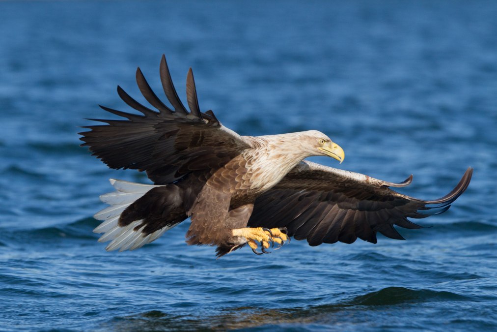 nabu seeadler-klemens-karkow, © Klemens Karkow