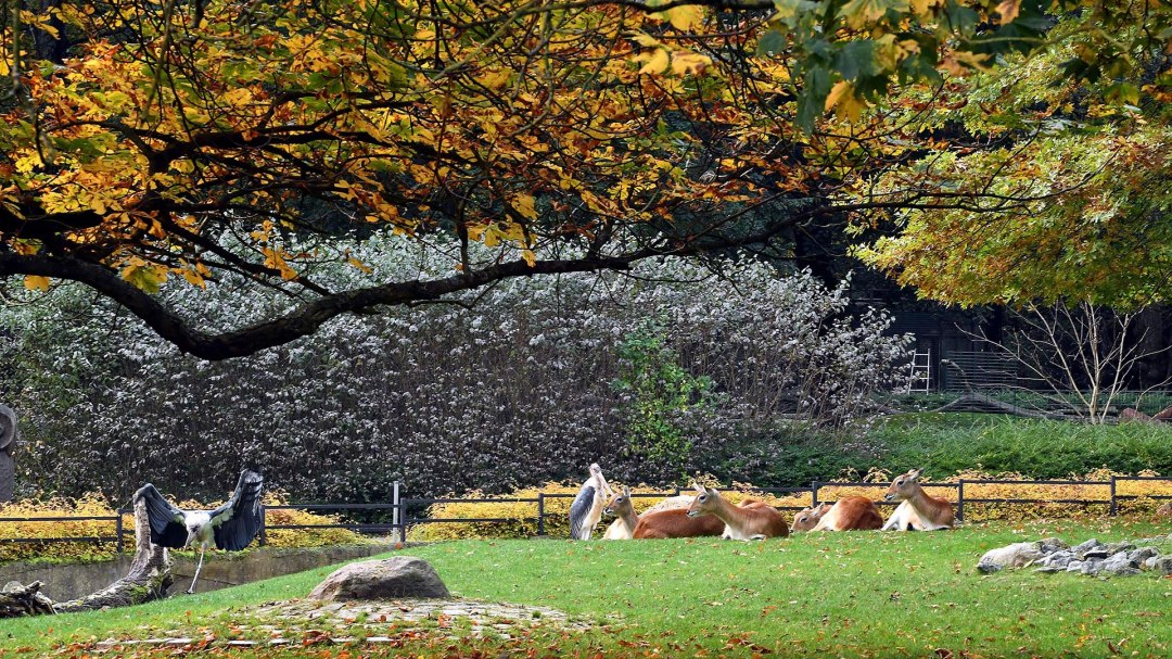 Herbstbasteln_Zoo_Rostock_Kloock, © Zoo_Rostock_Kloock