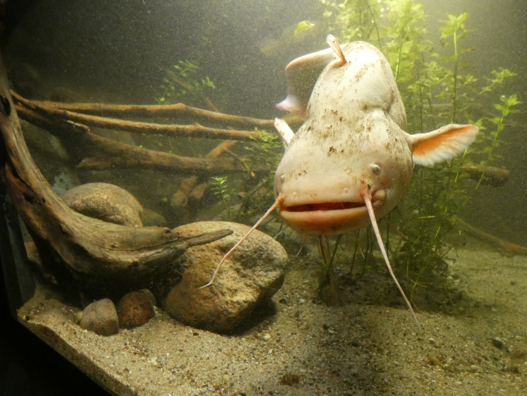 Catfish in the M&uuml;ritzeum Aquarium // &copy; Birte Schadlowski/M&uuml;ritzeum