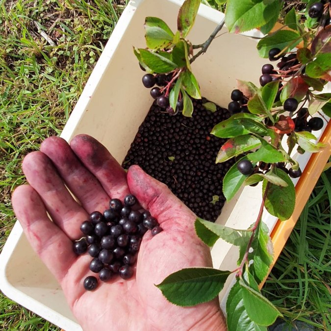 AroniaGut_AroniaErnte, &copy; Gunnar Marquardt