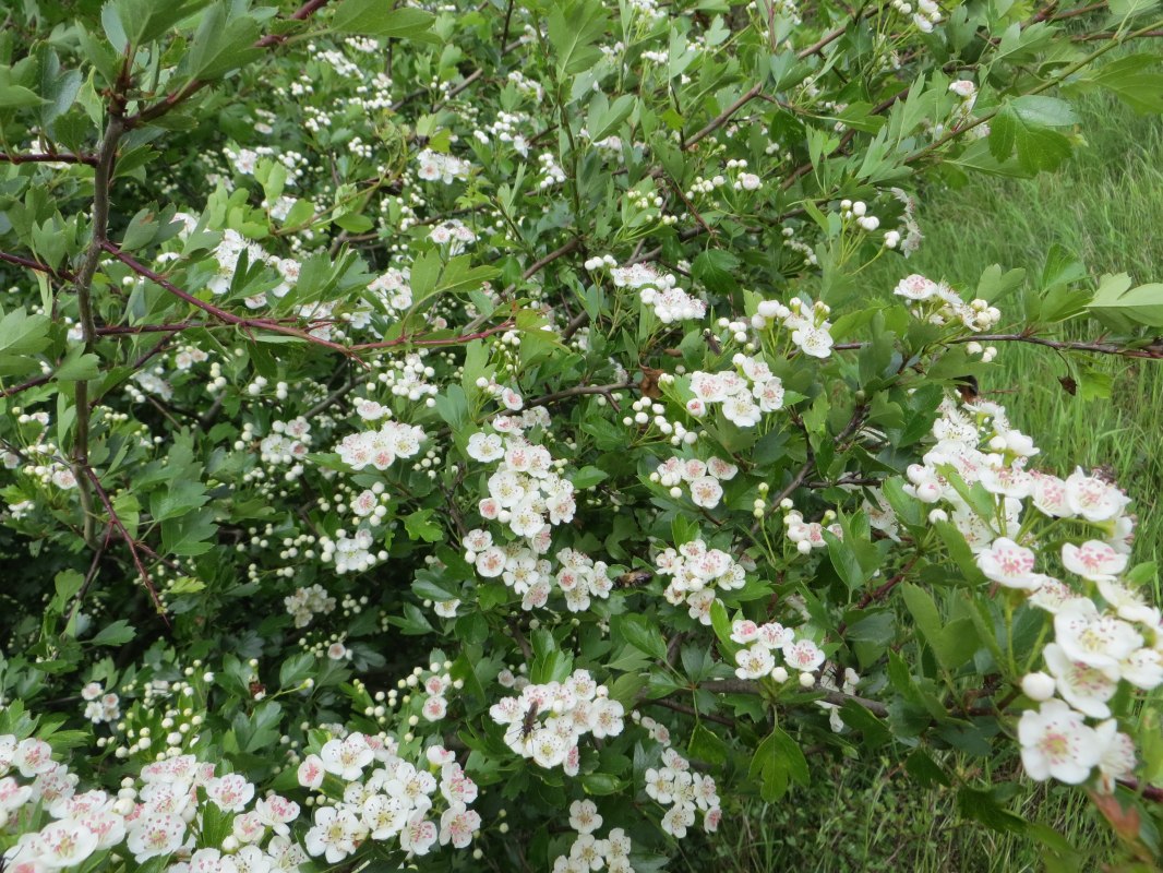 mei_2014-3, &copy; Kurverwaltung M&ouml;nchgut