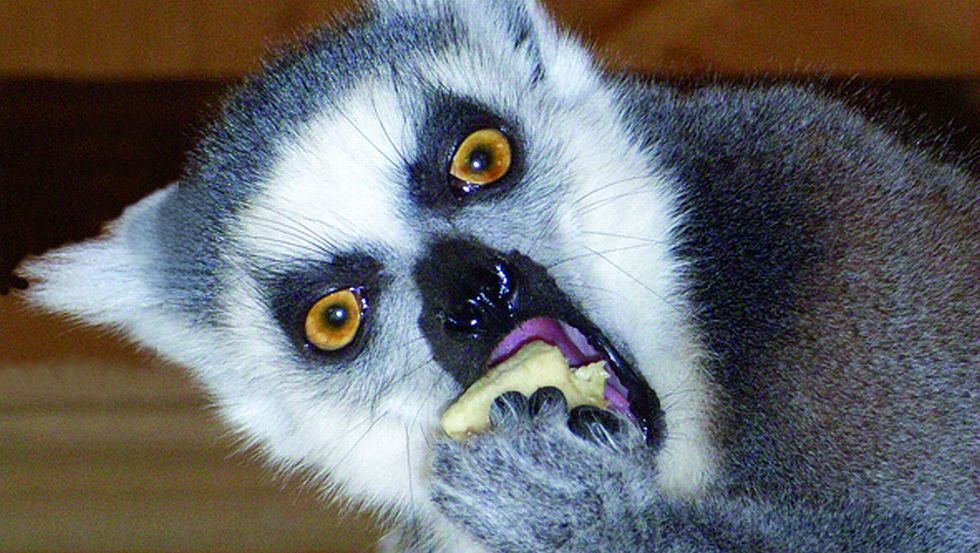 Bystre i bezczelne lemury ogoniaste mieszkają w zoo w Wismarze // © Tierpark Wismar Bystre i bezczelne lemury ogoniaste mieszkają w zoo w Wismarze // © Tierpark Wismar