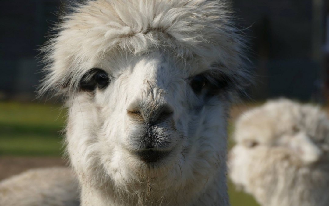 Heb je ooit een alpaca gekust? Je kunt het bij ons uitproberen!, © Fleesensee Alpakas