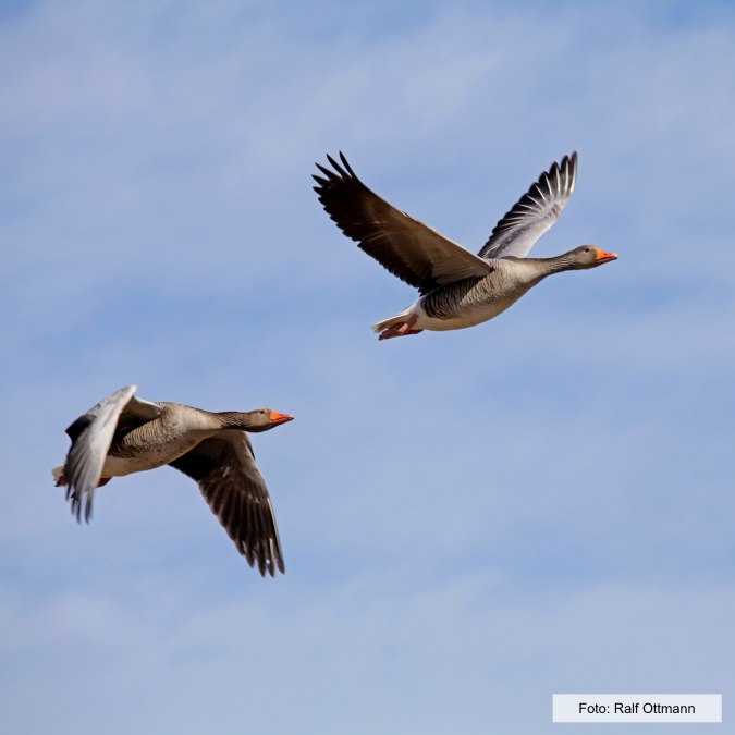 Entry of the geese, © Ralf Ottmann