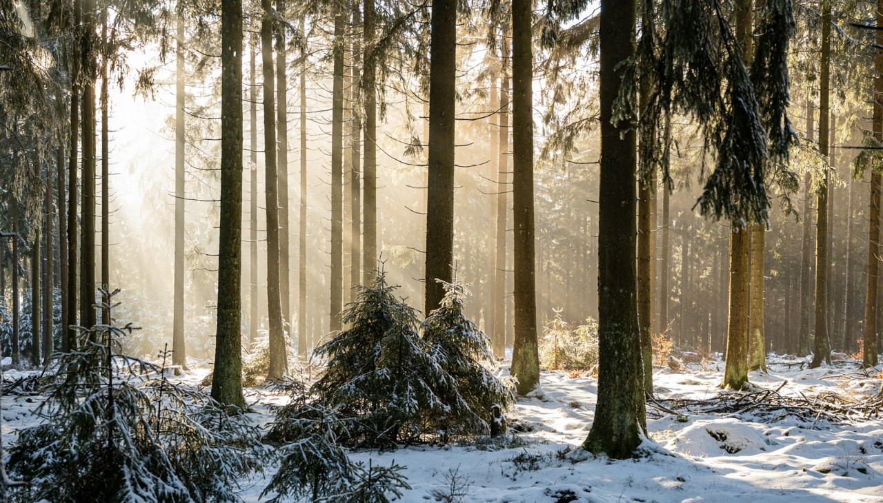 Winter forest, © Foto von Babette Landmesser auf Unsplash Winter forest, © Foto von Babette Landmesser auf Unsplash