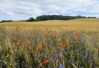 Field with poppies // &copy; Matthias Giersch