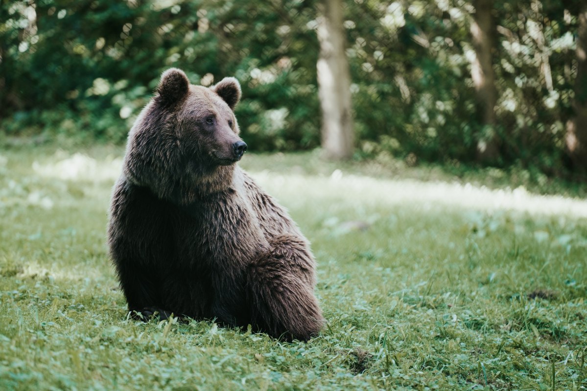 The brown bear sits calmly on the meadow, its thick fur glistening in the light that falls through the treetops. In the M&uuml;ritz Bear Sanctuary near Stuer, rescued bears find a species-appropriate home in 16 hectares of forest. Here you can observe how the animals live in their natural rhythm - a touching nature experience. // &copy; 1000seen.de