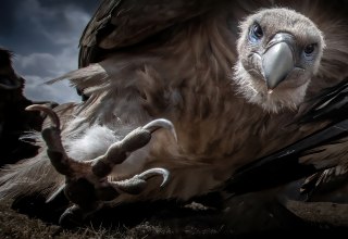 Attention! - Title of the winning picture of the Pölking Award by Zhu Xingchao, © fpa-zhu-xingchao Attention! - Title of the winning picture of the Pölking Award by Zhu Xingchao, © fpa-zhu-xingchao