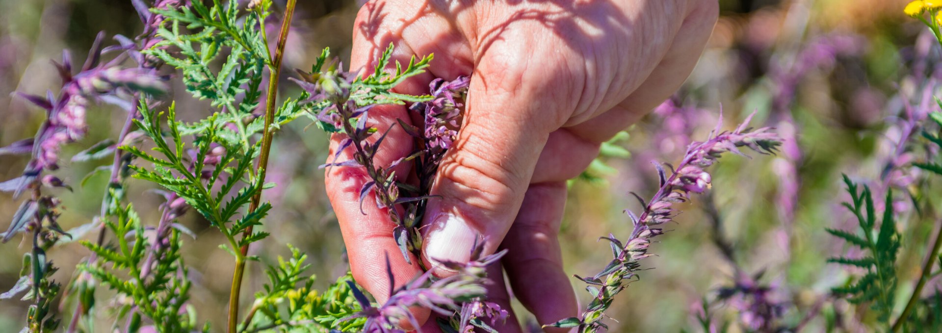 Tijdens de kruidenwandeling in het Zickergebergte op Rügen leer je veel over kruiden en hun geneeskrachtige werking. // © MV-T/Tiemann Tijdens de kruidenwandeling in het Zickergebergte op Rügen leer je veel over kruiden en hun geneeskrachtige werking. // © MV-T/Tiemann