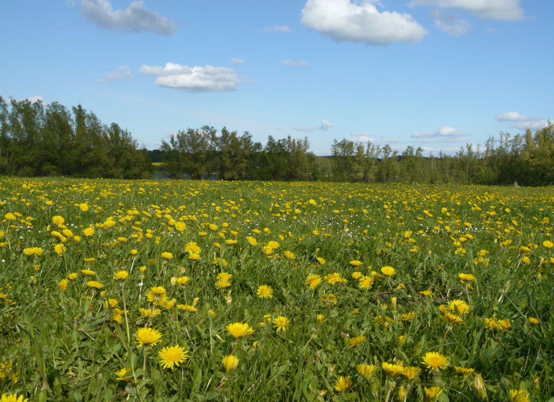 Meadow near Lenzen // &copy; Naturpark Sternberger Seenland