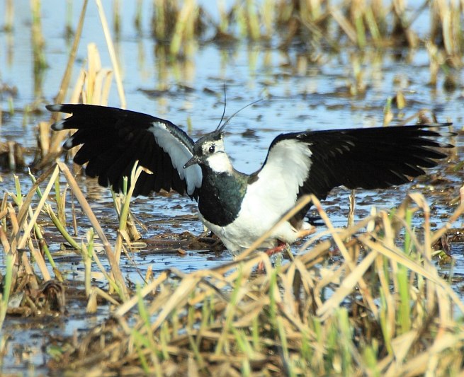 Lapwing male // © Fotoarchiv Naturpark Insel Usedom Lapwing male // © Fotoarchiv Naturpark Insel Usedom