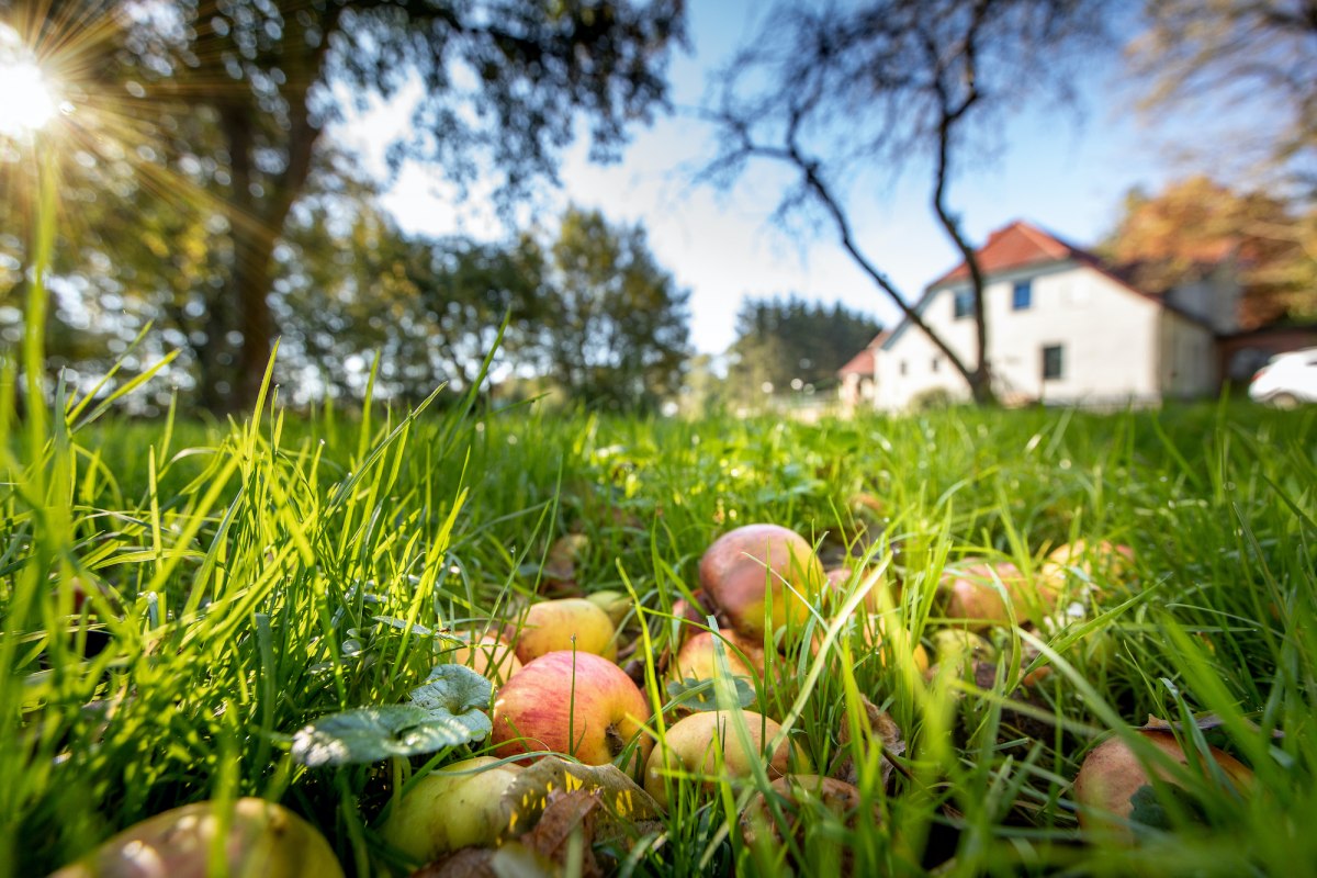 Orchard meadow in the manor house // &copy; Florian Foest