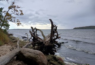 Water oak in the Goor // &copy; Angela Pfennig