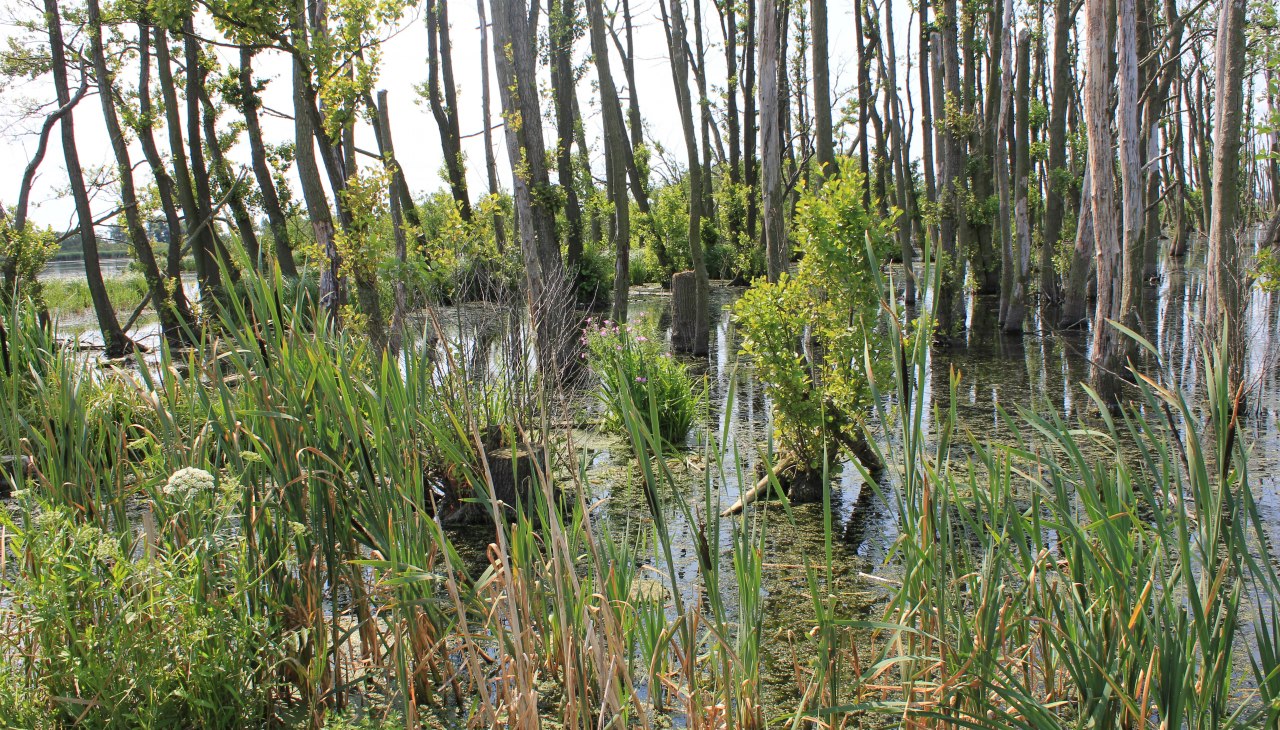 Grote hars, © M. Kiauka Grote hars, © M. Kiauka