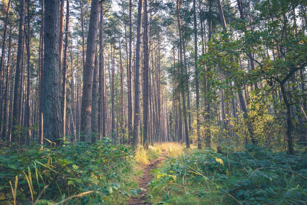 &copy; Kurverwaltung Ostseebad Baabe