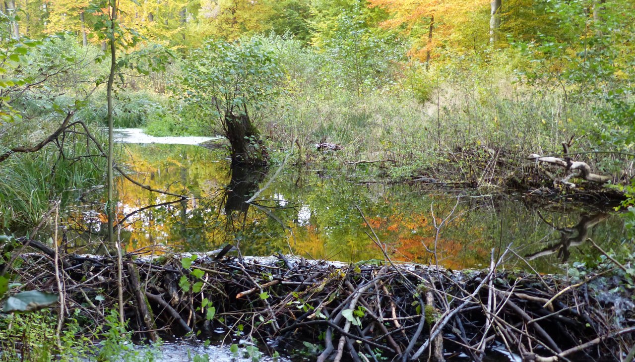 Beverdam op de Radebach, &copy; Naturpark Sternberger Seenalnd