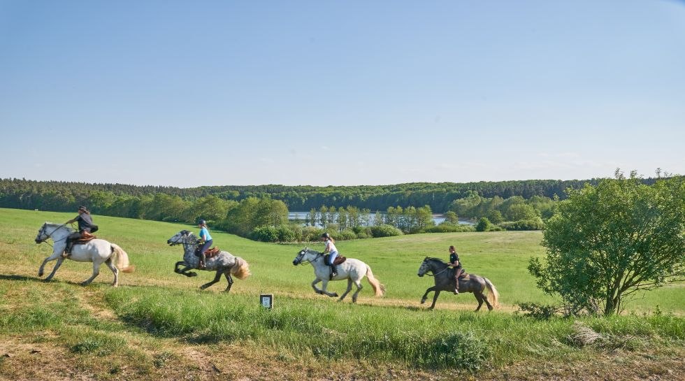 Indrukken van de rit met Herian Stud Farm, © Michael Schauenberg