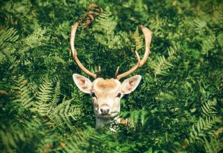 Tydzień przyrody i gier w Graal-M&uuml;ritz | 17 - 24 października 2025 r. // &copy; Foto von Chris Greenhow auf Unsplash