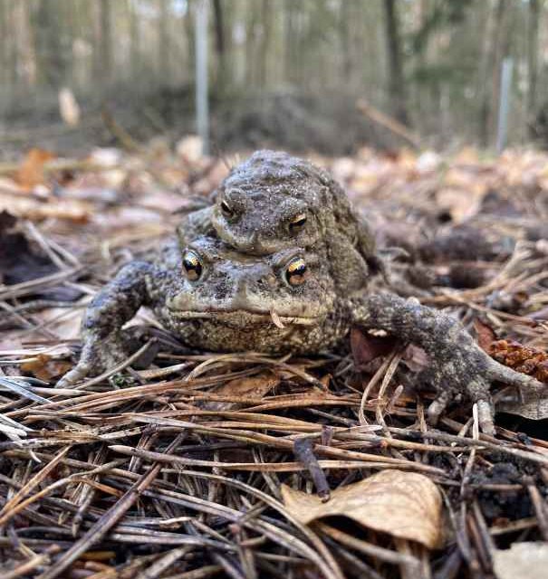 &copy; Naturpark Feldberger Seenlandschaft M. Buhrtz