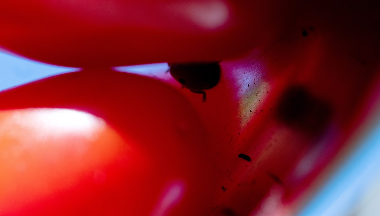 © Courtesy: Paul Niedermayer & The Wig, Berlin.