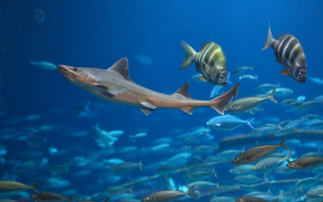 In het aquarium "Open Atlantische Oceaan" zijn verschillende haaiensoorten te zien, waaronder de hondshaai, © Anke Neumeister/Deutsches Meeresmuseum