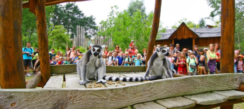 Lemurs feeding in bird park Marlow, &copy; Vogelpark Marlow