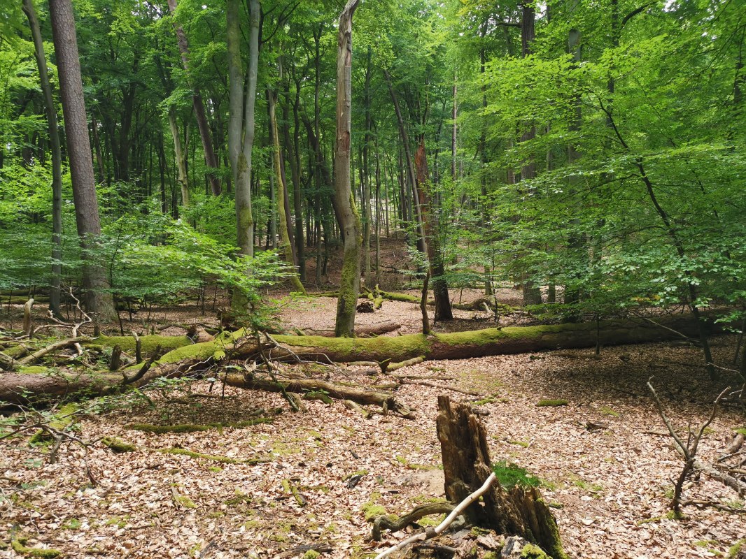 Dzień Las&oacute;w Bukowych_D&ouml;bbert, &copy; Wiebke D&ouml;bbert