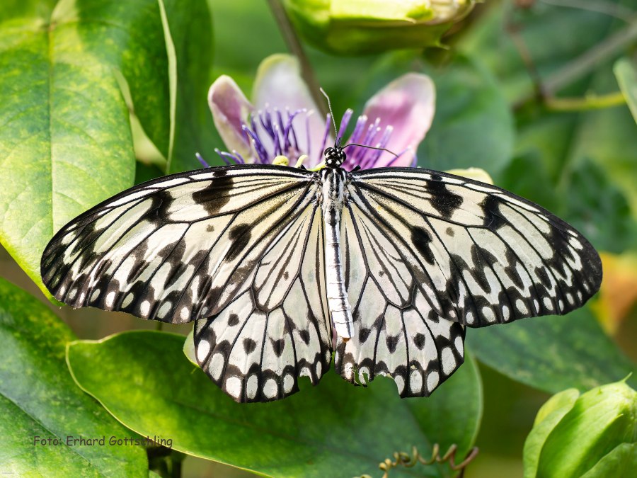 White tree nymph, © Schmetterlingswelt Klütz White tree nymph, © Schmetterlingswelt Klütz