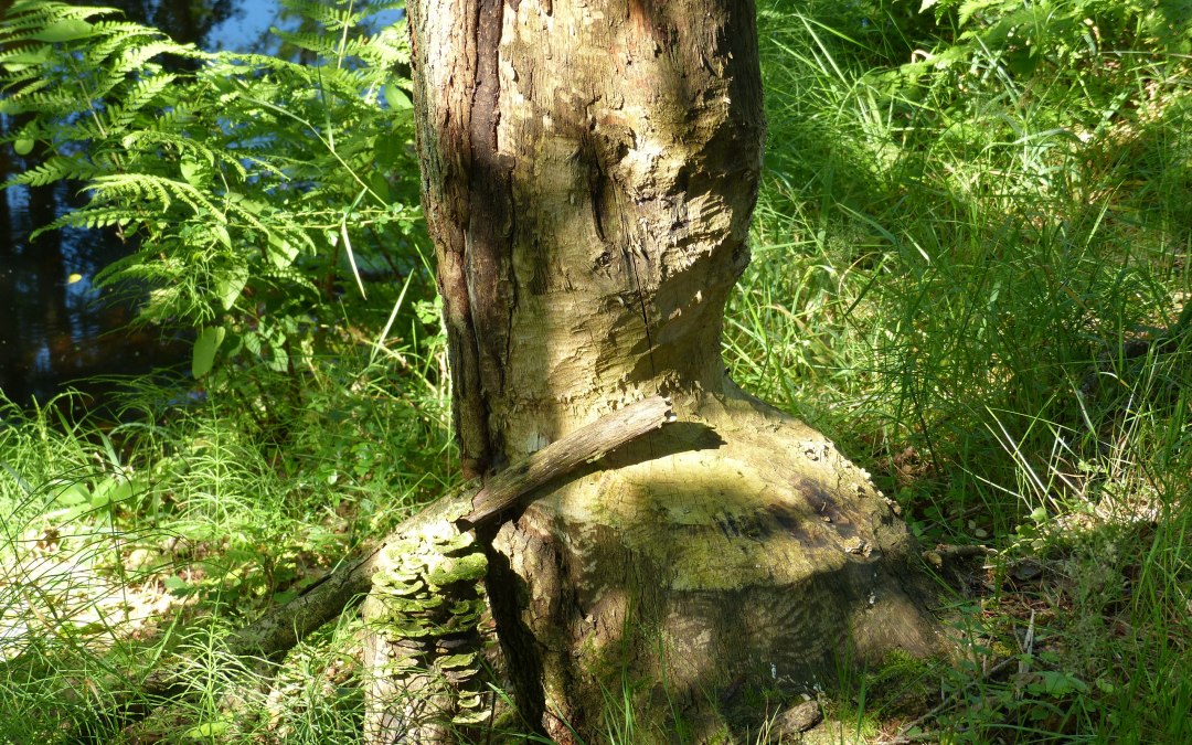 Afgeknaagde boom bij de Radebach, © Naturpark Sternberger Seenland